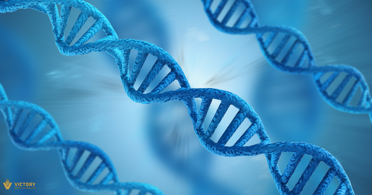 MTHFR Gene Mutation Symptoms | Victory Men's Health